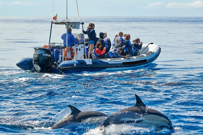 Whale and Dolphin Watching Tour on Pico Island - What the three-hour search is really like