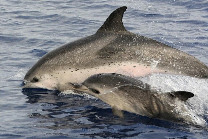 Whale and Dolphin Watching Tour on Pico Island - Safety and respect on the water