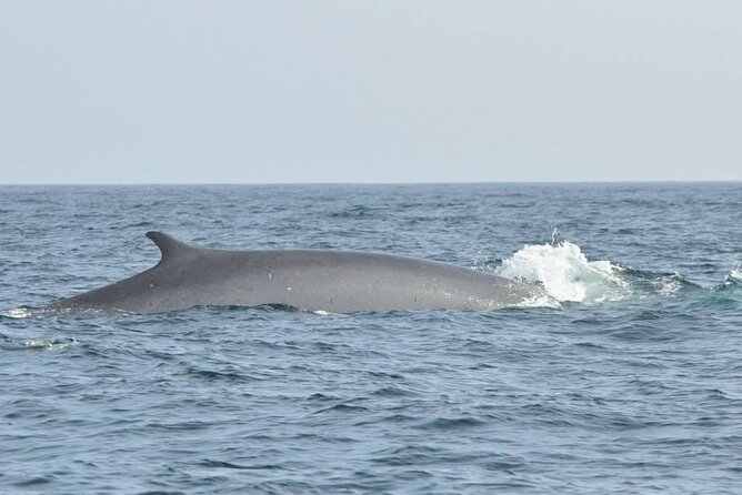 Whale and Dolphin Watching Tour on Pico Island - Is $78.10 a fair price?