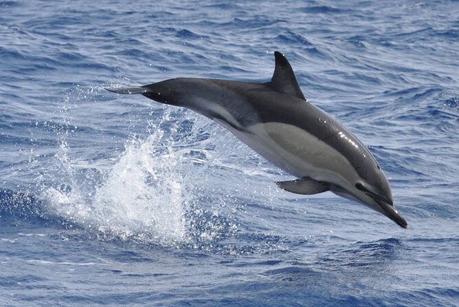 Whale and Dolphin Watching Tour on Pico Island - Who will enjoy this Pico outing?