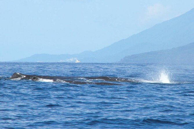 Whale and Dolphin Watching Tour on Pico Island - Booking timing and cancellation flexibility