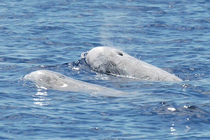 Whale and Dolphin Watching Tour on Pico Island - Should you book the Pico whale and dolphin tour?