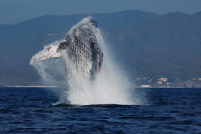 Whale and Dolphin Watching with a Biologist in Puerto Vallarta - Key points to know before you book
