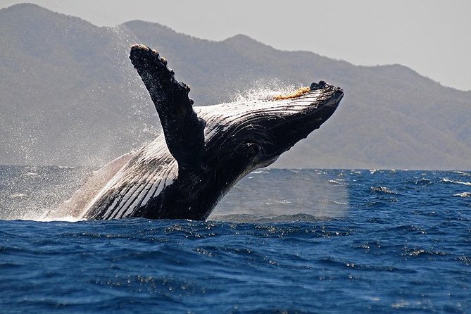 Whale and Dolphin Watching with a Biologist in Puerto Vallarta - Why this whale tour feels different
