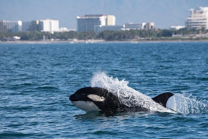 Whale and Dolphin Watching with a Biologist in Puerto Vallarta - Listening to whale songs through a hydrophone