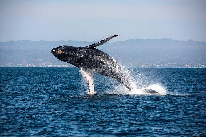 Whale and Dolphin Watching with a Biologist in Puerto Vallarta - Dolphins, turtles, mantas, and other surprises