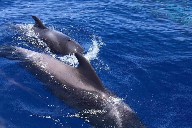 Whale and Dolphin Watching Yacht Trip in Puerto Colon - Timing, weather and booking details