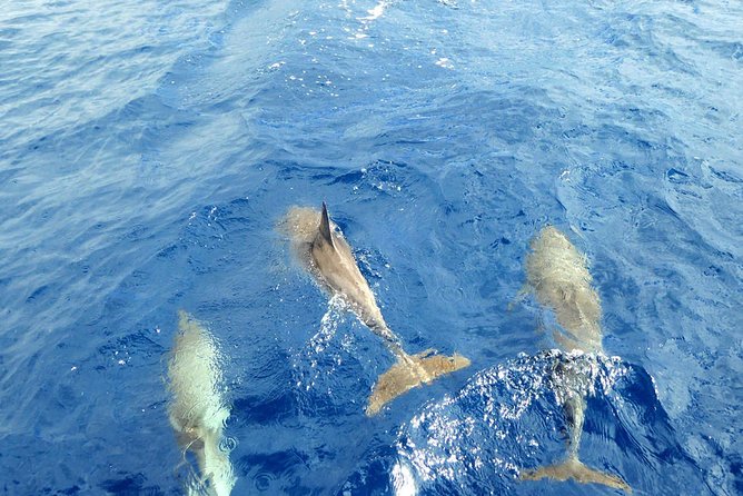 Whale and Dolphin Watching Yacht Trip in Puerto Colon - Who will enjoy this yacht trip most?