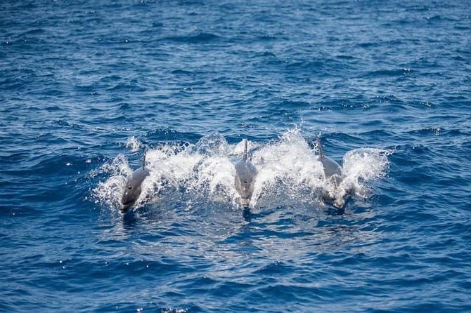 Whale and Dolphin Watching Yacht Trip in Puerto Colon - Searching the open water for pilot whales