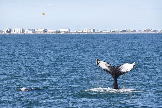 Whale Dolphin and Bird Watching Ecotour Cruise - First search: dolphins along the Cape May shoreline