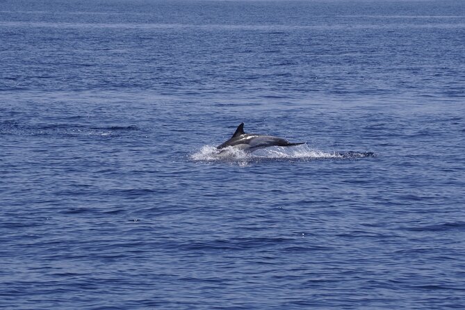 Whale & Dolphin Observation on Electric Sailing Boat in Denia - Key points to know before booking