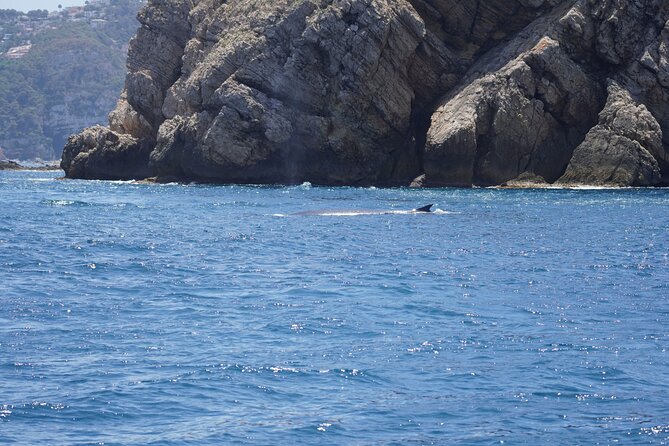 Whale & Dolphin Observation on Electric Sailing Boat in Denia - Snacks and drinks, with one important limit