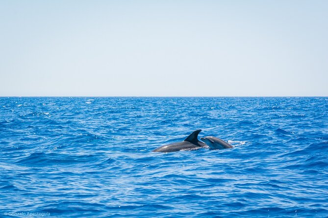 Whale & Dolphin Observation on Silent Catamaran with Hydrophone - Sailing Into Open Water