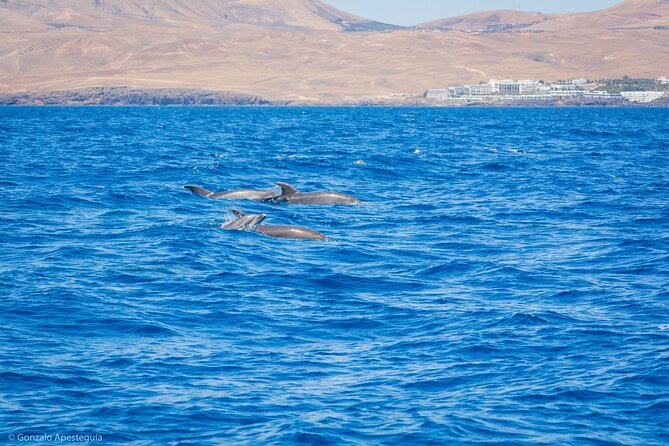 Whale & Dolphin Observation on Silent Catamaran with Hydrophone - What the $114.65 Price Buys You