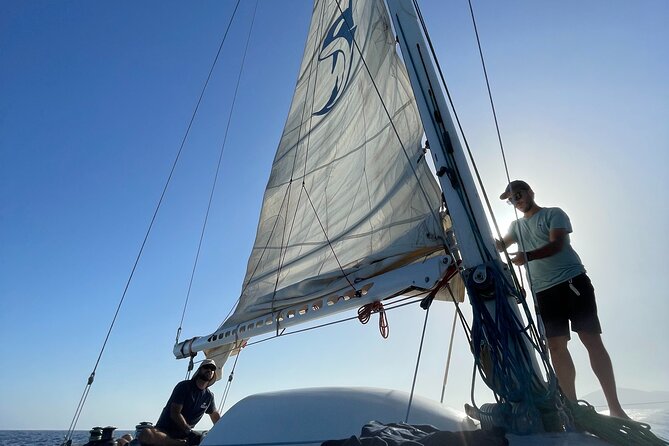 Whale & Dolphin Observation on Silent Catamaran with Hydrophone - Booking Advice for a Better Morning