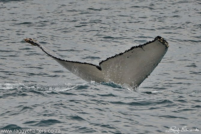 Whale, Dolphin & Penguin Island Cruise - A slower, more personal style of wildlife watching