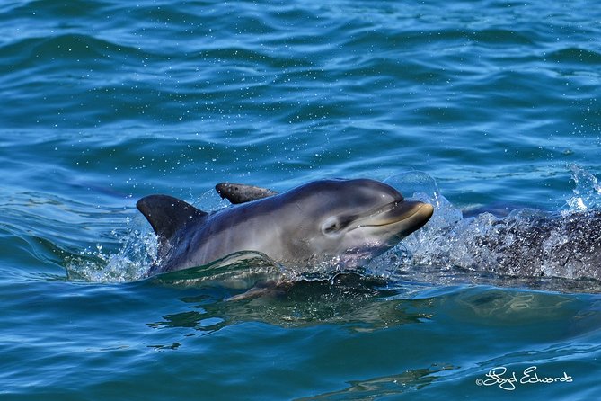 Whale, Dolphin & Penguin Island Cruise - What $185.19 buys you