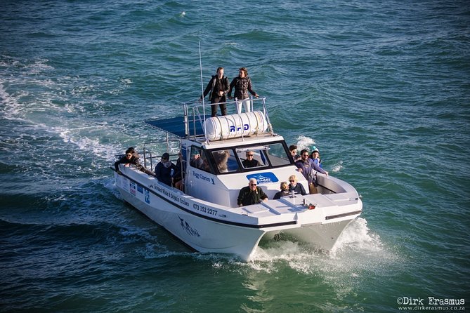 Whale, Dolphin & Penguin Island Cruise - Who will enjoy this cruise most