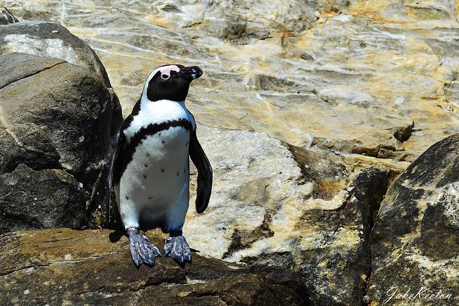 Whale, Dolphin & Penguin Island Cruise - Algoa Bay and the search for whales