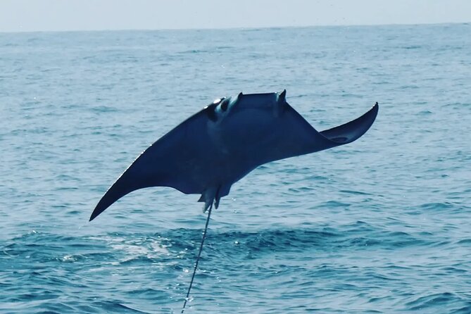 Whale & Dolphin Watching - Key Points at a Glance