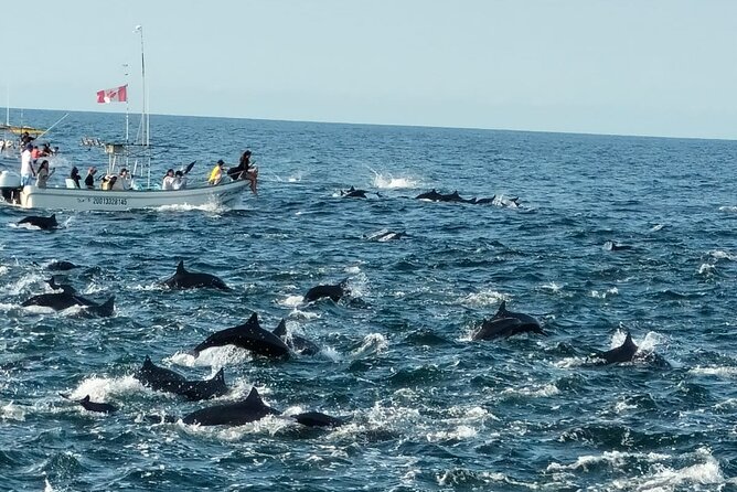 Whale & Dolphin Watching - Looking for Dolphins, Turtles, and Whales