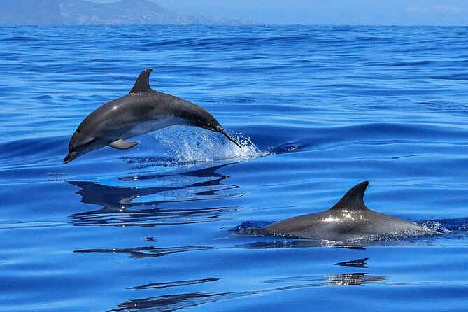 Whale & Dolphin Watching Boat Trip in Tenerife On a Sailing Boat (3 Hr) - The secluded-bay swim stop