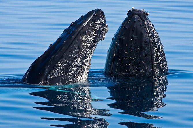 Whale & Dolphin Watching Cruise in Puerto Vallarta All Inclusive - Key points to know before you book