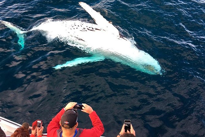 Whale & Dolphin Watching Cruise in Puerto Vallarta All Inclusive - Humpbacks, dolphins, and the best part of the morning