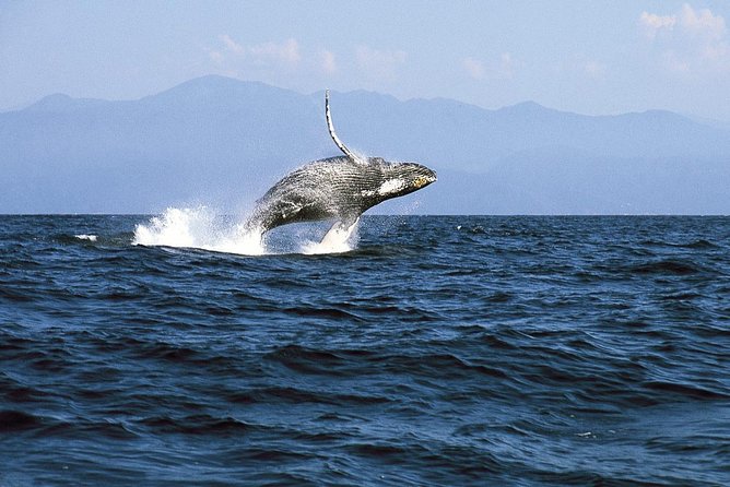 Whale & Dolphin Watching Cruise in Puerto Vallarta All Inclusive - Breakfast first, open bar later