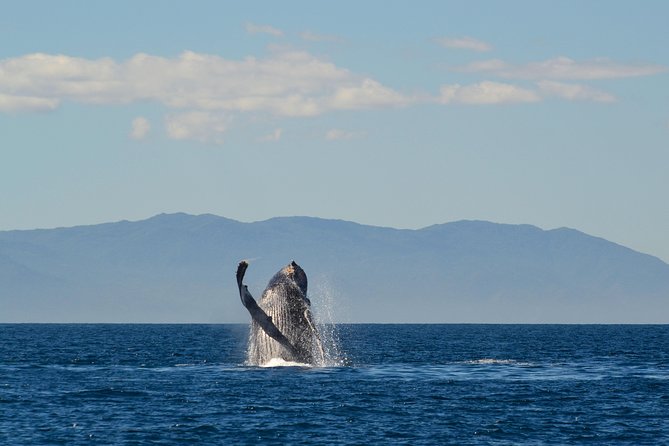 Whale & Dolphin Watching Cruise in Puerto Vallarta All Inclusive - Rough water and motion sickness