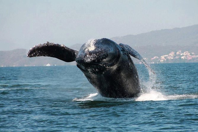 Whale & Dolphin Watching Cruise in Puerto Vallarta All Inclusive - Does the timing really equal four and a half hours?