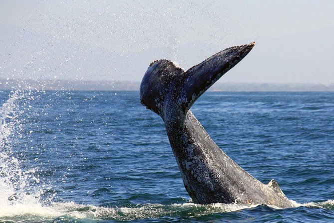 Whale & Dolphin Watching Cruise in Puerto Vallarta All Inclusive - What the captain and marine biologist add