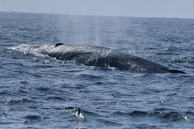 Whale & Dolphin Watching Day Tour including Handunugoda Teafactory - Why the private car changes the value