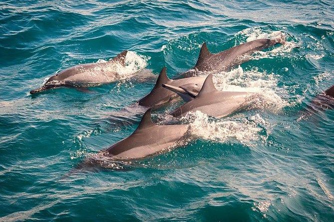 Whale & Dolphin Watching Day Tour including Handunugoda Teafactory - Stilt fishermen in a 15-minute coastal stop