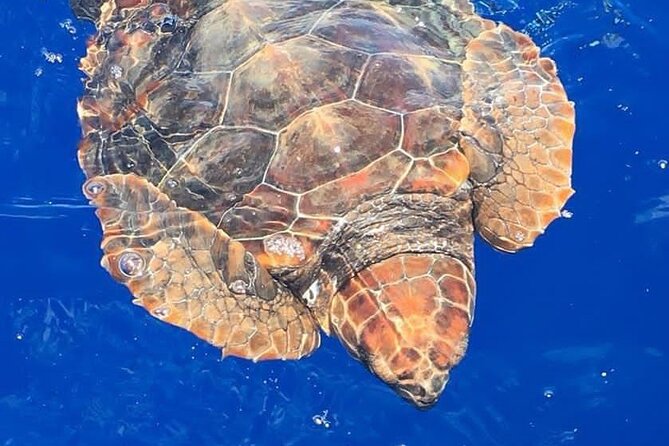 Whale & Dolphin Watching in Madeira - Key points at a glance
