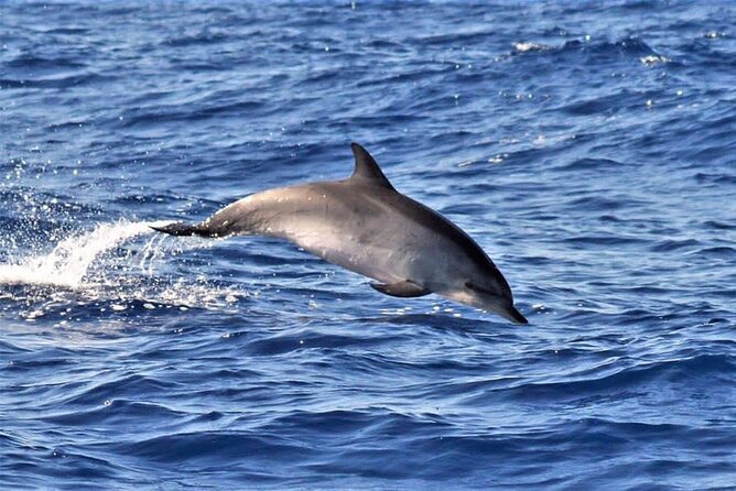 Whale & Dolphin Watching in Madeira - Why this Madeira boat trip works so well