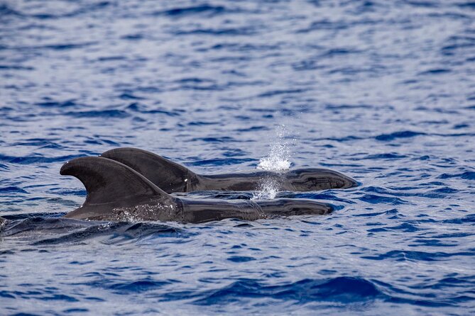 Whale & Dolphin Watching in Madeira - Swimming at Cais do Sardinha