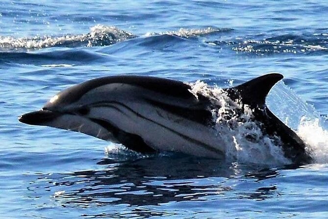 Whale & Dolphin Watching in Madeira - What the $59.89 price really covers
