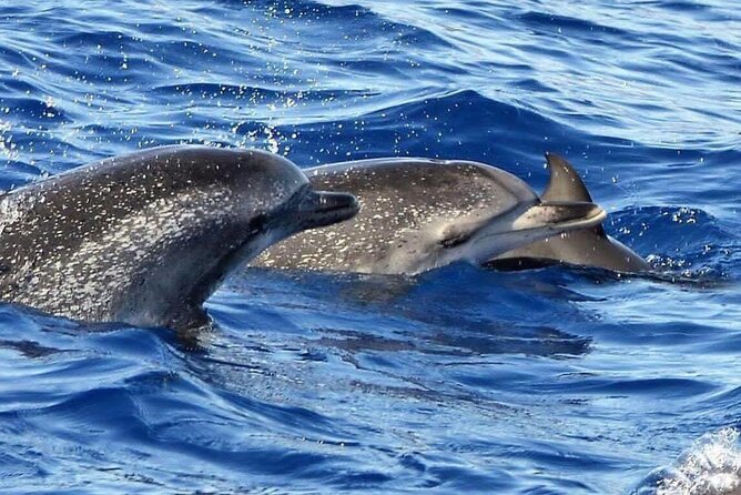 Whale & Dolphin Watching in Madeira - Who should book this experience