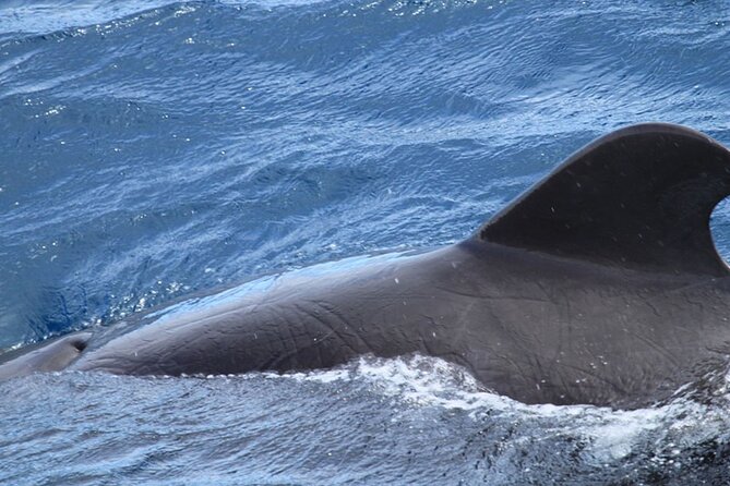 Whale & Dolphin Watching in Tenerife (Puerto Colon) On a Large Catamaran - The swim stop in a small bay