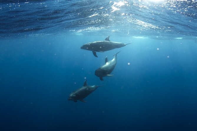 Whale & Dolphin Watching in Tenerife (Puerto Colon) On a Large Catamaran - Food, drinks, and the real value of $54.29