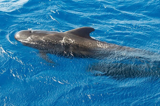Whale & Dolphin Watching in Tenerife (Puerto Colon) On a Large Catamaran - How the timing fits a Tenerife holiday