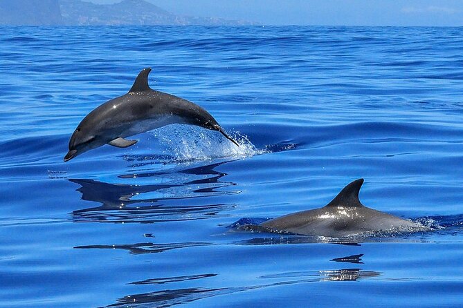 Whale & Dolphin Watching in Tenerife (Puerto Colon) On a Large Catamaran - Who will enjoy this catamaran trip