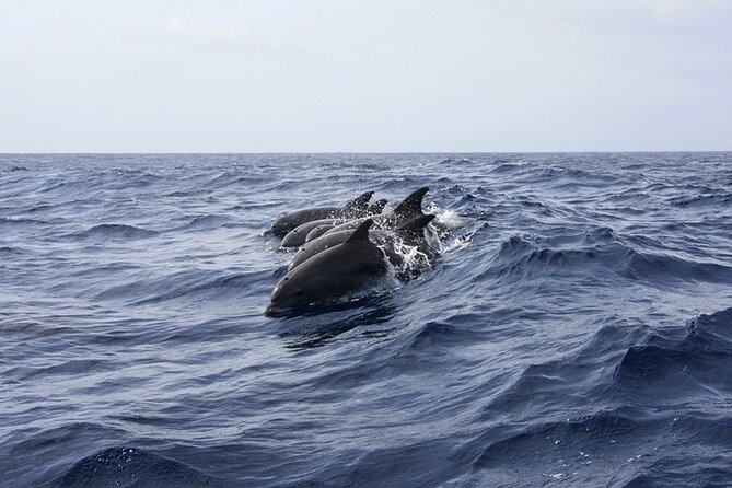 Whale & Dolphin Watching in Tenerife (Puerto Colon) On a Large Catamaran - Watching for whales and dolphins