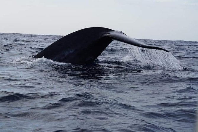 Whale & Dolphin Watching Tour in Trincomalee | Scenic Boat Ride - Reaching the whale grounds from Nilaveli
