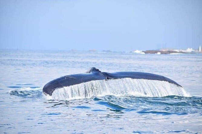 Whale & Dolphin Watching Tour in Trincomalee | Scenic Boat Ride - Spinner dolphins and the better odds