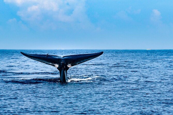 Whale & Dolphin Watching Trincomalee - An early start from Trincomalee or Nilaveli
