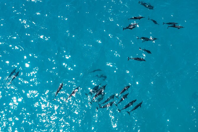Whale & Dolphin Watching Trincomalee - What the private motorboat changes