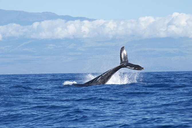 Whale & Dolphin Watching Trincomalee - Is $65 per person fair value?
