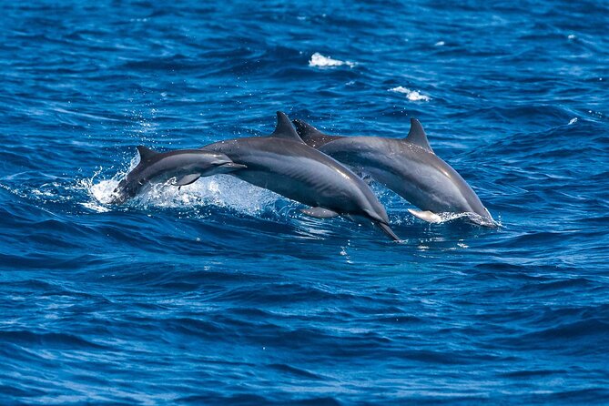 Whale & Dolphin Watching Trincomalee - A private tour with a minimum of two people